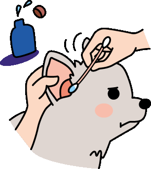 パピヨンの耳掃除 ブリーダーが教える子犬のイヤークリーナー 天使のパピヨン犬舎